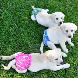 PlayaPup Diapers in Action