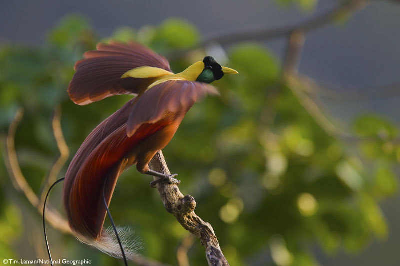Birds of Paradise Revealing the World's Most Extraordinary