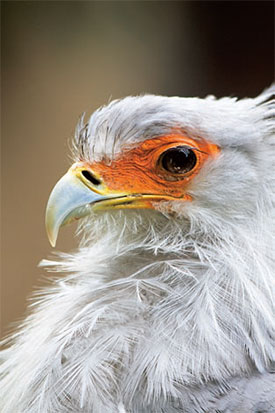 Tamron AF28-200mm F / 3.8-5.6 XR Di