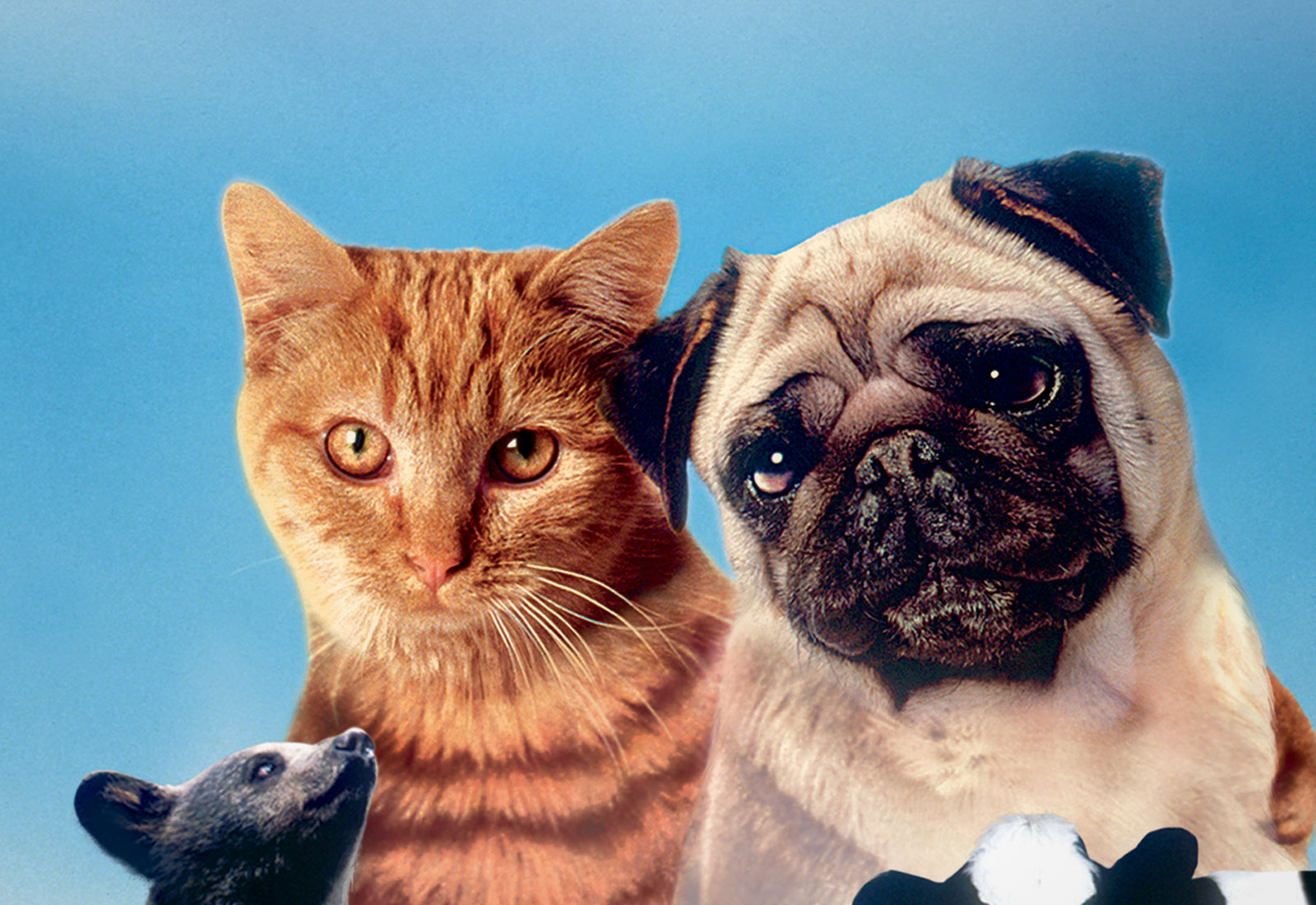 Mi Perro Skip Pelicula Completa En Espanol Latino Repelis Noticias Del Perro