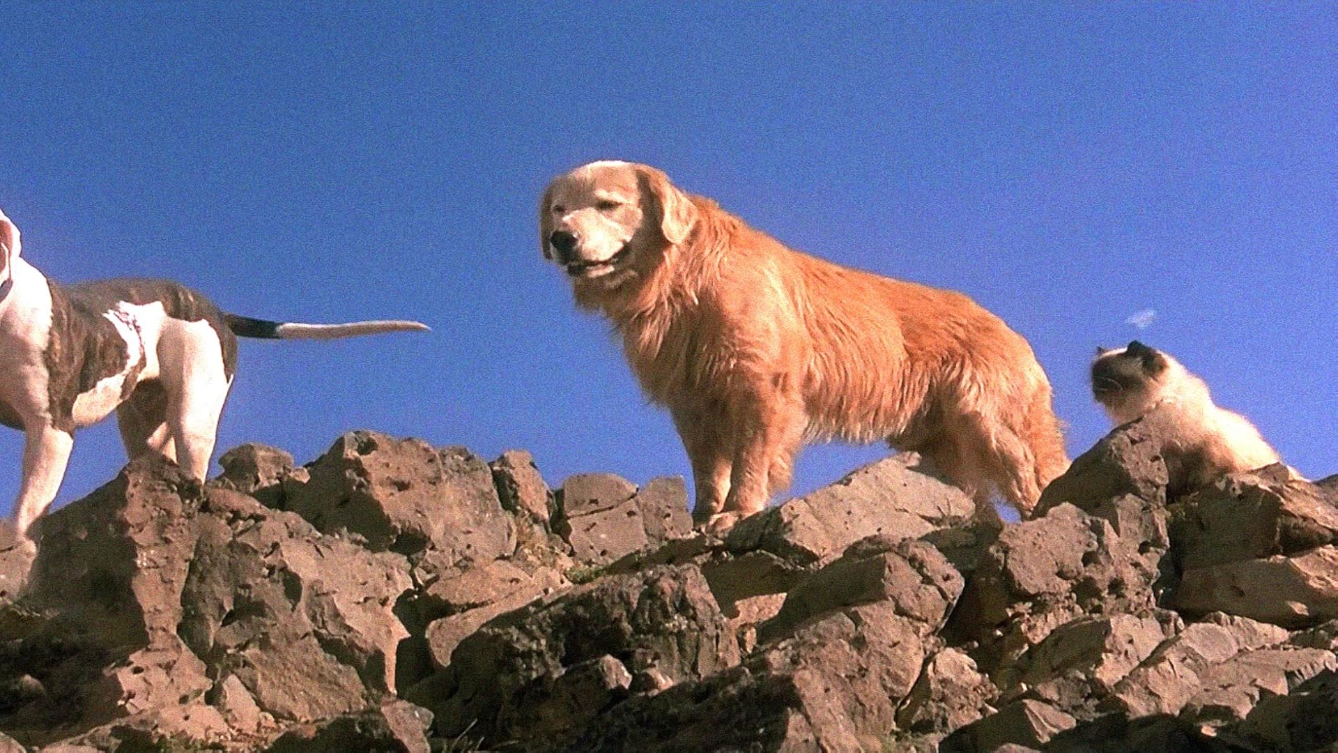 Watch Far From Home The Adventures Of Yellow Dog Prime Video