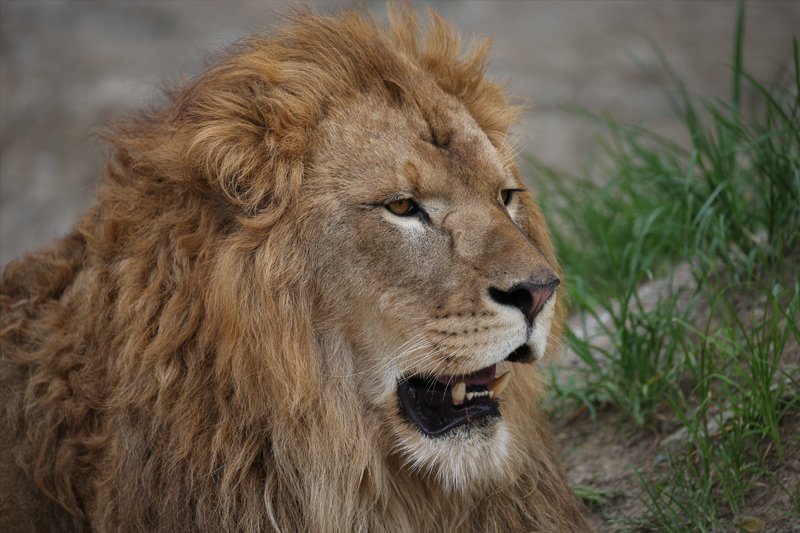 Amazon.com : Canon EF 100-400mm f/4.5-5.6L IS II USM Lens Amazon.com : Canon EF 100-400mm f/4.5-5.6L IS II USM Lens