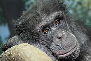 EF-M 55–200mm f/4.5–6.3 IS STM