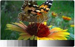 BenQ W1500 Wireless HDMI Projector