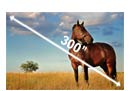 Images up to 300