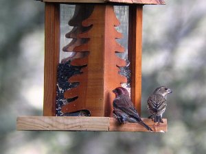 Finches shot at 50X at a distance of 20 yards.