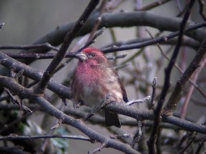 Finch shot at 100X at a distance of 20 yards.