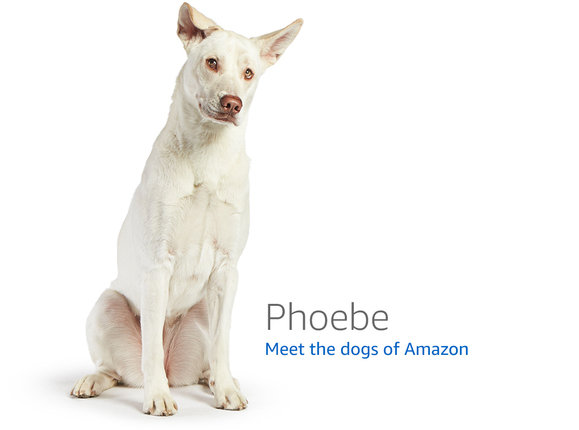 Dogs of Amazon