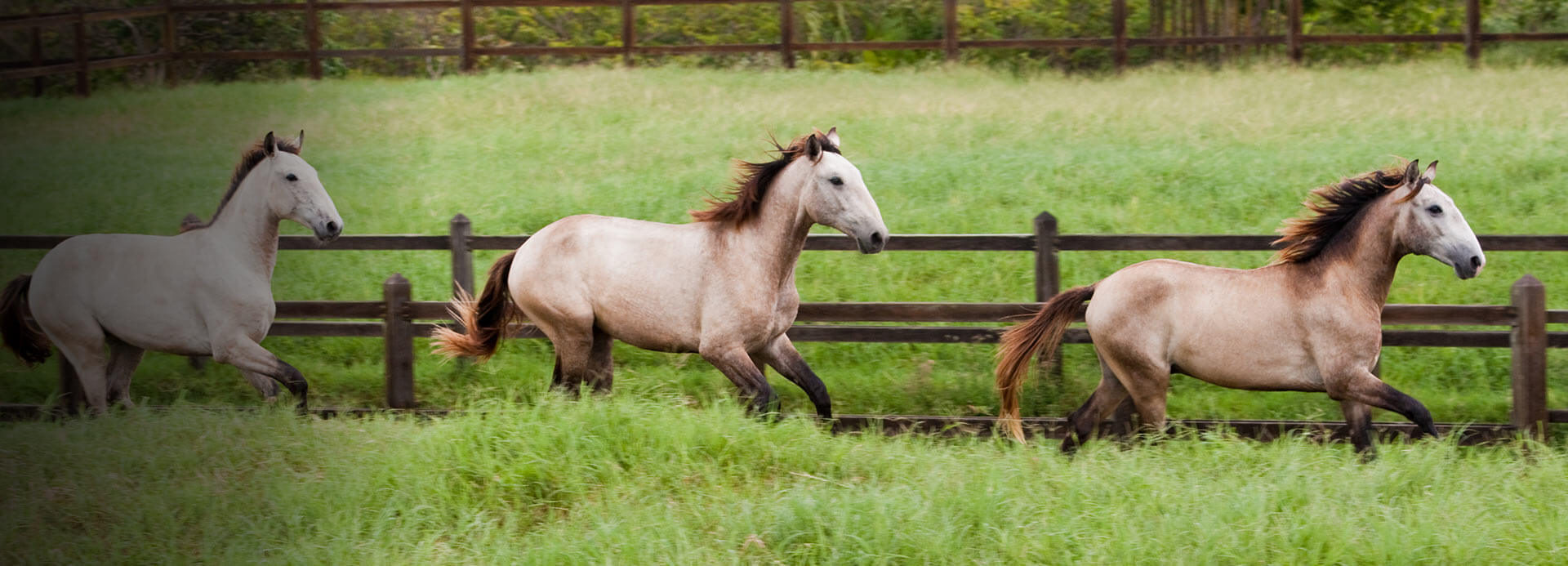 Horses Pet Supplies Blankets & Sheets, Boots & Wraps