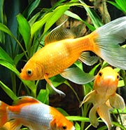 Fish Supplies