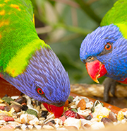 Bird Supplies