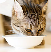 Cat Food