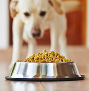 Dog Food