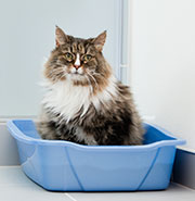 Cat Litter