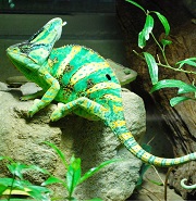 Reptile Supplies