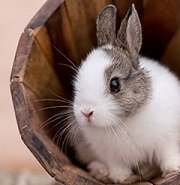 Small Animal Supplies
