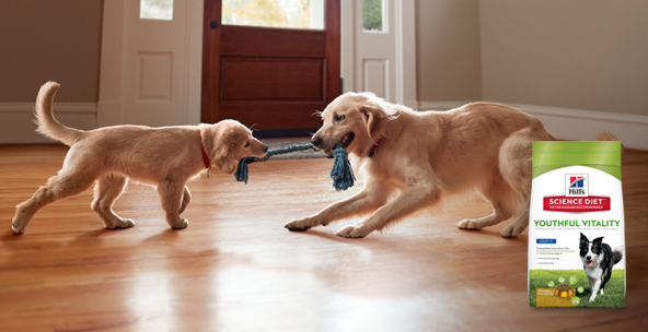 Shop Science Diet Now