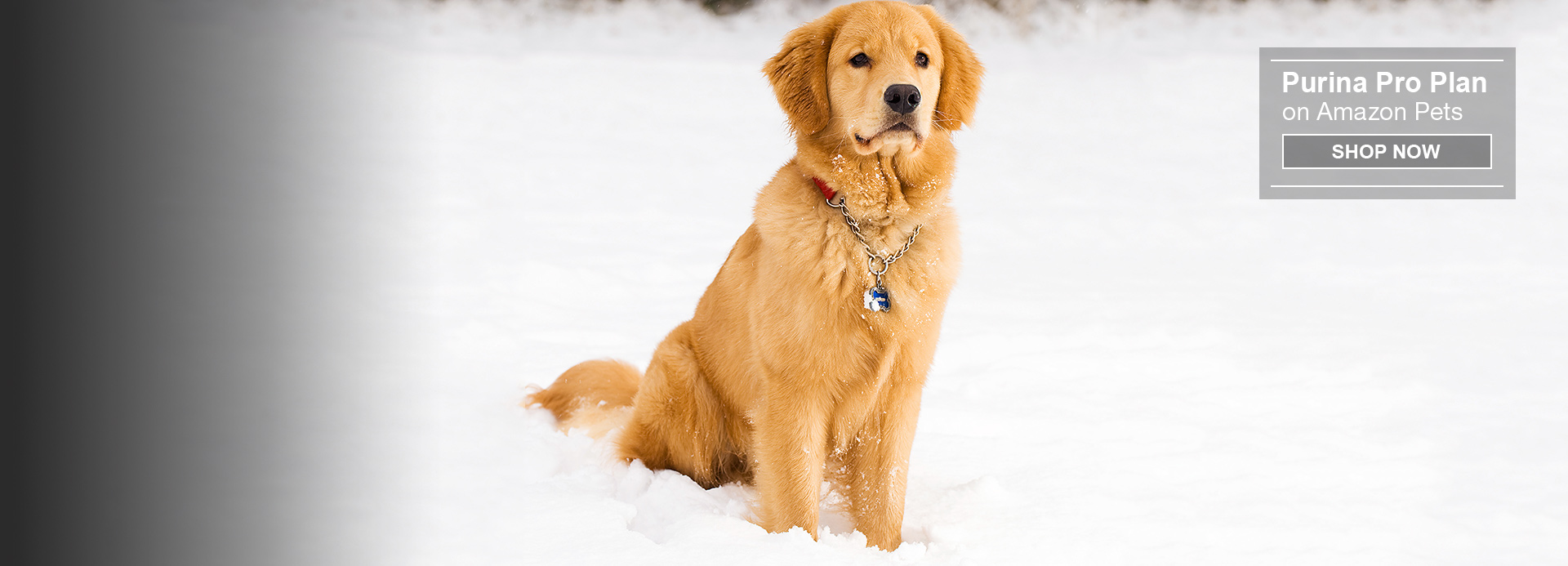 Amazoncom Pet Supplies
