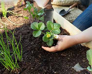 Prep your garden for spring