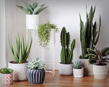 No green thumb required