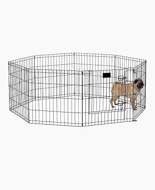 amazon dog products