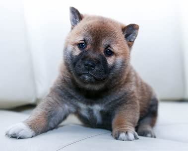 Advice for your new pup