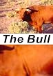 Watch The Bull Online Free