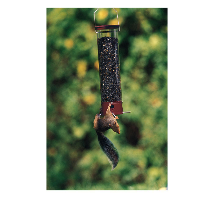 Droll Yankees YCPD90 Dipper Squirrel Proof Bird Feeder
