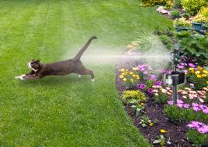 Cats and dogs
