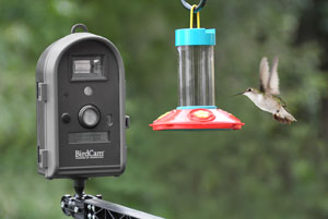 BirdCam hummingbird