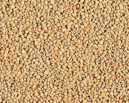 Tropican Cockatiel Granules