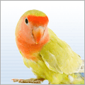 Bird supplies