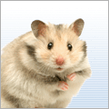 Small animal supplies