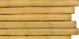 Giant Bamboo, Weathered