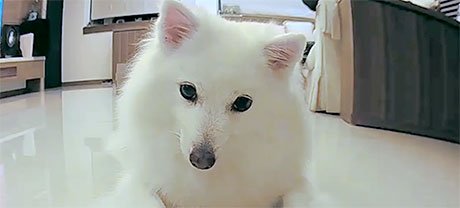 Furbo Dog Camera Demo