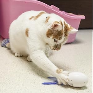 pdx pet design shru the intelligent cat companion