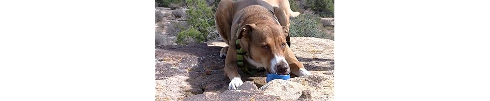 hydro flask dog bowl
