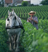 Our Growers