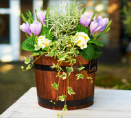Outdoor Plants