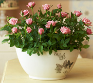 Indoor Plants