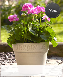 Outdoor Plants 