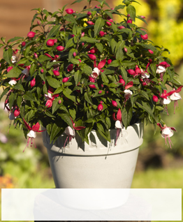 Fuchsia Terracotta