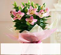 Flowers & Plants