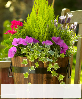 Outdoor Plants