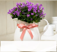Indoor Plants