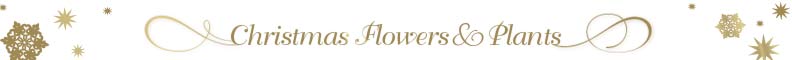 Christmas Flowers & Plants 