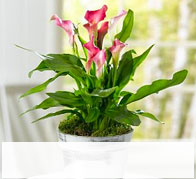 Indoor Plants