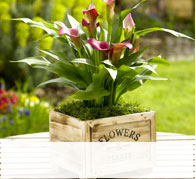 Outdoor Plants