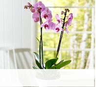 Orchids