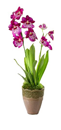 Miltonia Orchid £40 
